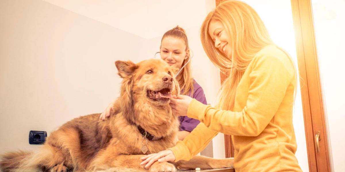 Benefícios no Plano de Saúde Animal